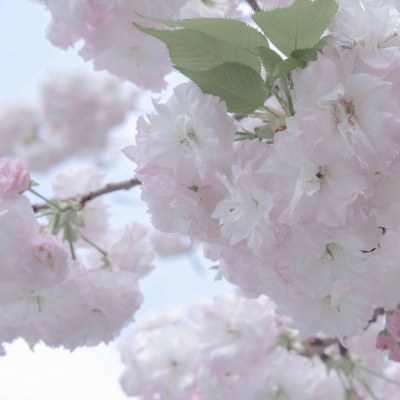 兽设动态姿势参考福瑞群